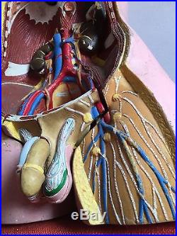 Human Body Antique Vintage Anatomy Art Model Parts Medical Learning