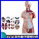 23Parts 45CM Human Torso Heart Brain Trachea Esophagus Aorta Diaphragm Model