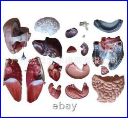 23Parts 45CM Human Torso Heart Brain Trachea Esophagus Aorta Diaphragm Model