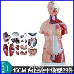 23Parts 45CM Human Torso Heart Brain Trachea Esophagus Aorta Diaphragm Model