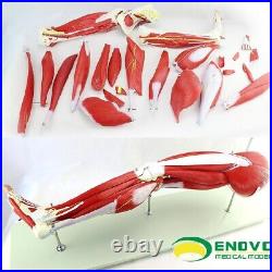 23 parts muscles of Leg with main vessels and nerves Medical teaching model