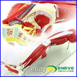 23 parts muscles of Leg with main vessels and nerves Medical teaching model
