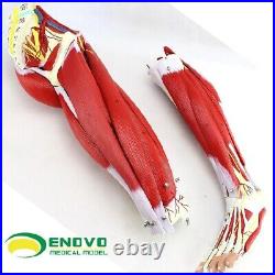 23 parts muscles of Leg with main vessels and nerves Medical teaching model