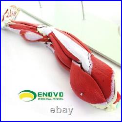 23 parts muscles of Leg with main vessels and nerves Medical teaching model
