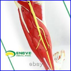 23 parts muscles of Leg with main vessels and nerves Medical teaching model