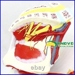 23 parts muscles of Leg with main vessels and nerves Medical teaching model