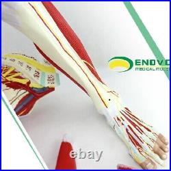 23 parts muscles of Leg with main vessels and nerves Medical teaching model