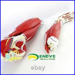 23 parts muscles of Leg with main vessels and nerves Medical teaching model