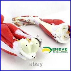 23 parts muscles of Leg with main vessels and nerves Medical teaching model