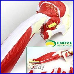 23 parts muscles of Leg with main vessels and nerves Medical teaching model