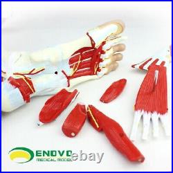 23 parts muscles of Leg with main vessels and nerves Medical teaching model