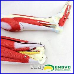 23 parts muscles of Leg with main vessels and nerves Medical teaching model