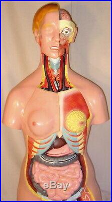 26 parts human upper body torso medical anatomical anatomy model life size New