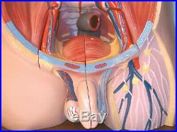 26 parts human upper body torso medical anatomical anatomy model life size New