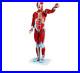 27 Human Parts Muscular Anatomy Model PVC Material Model With A Stand For School