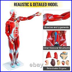 27 Human Parts Muscular Anatomy Model PVC Material Model With A Stand For School