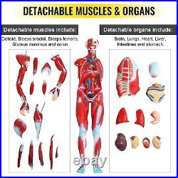 27 Human Parts Muscular Anatomy Model PVC Material Model With A Stand For School