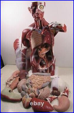 3B Scientific Anatomical Model Human Body Torso Medical Manikin Removable Parts