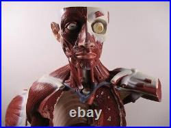 3B Scientific Anatomical Model Human Body Torso Medical Manikin Removable Parts