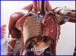 3B Scientific Anatomical Model Human Body Torso Medical Manikin Removable Parts
