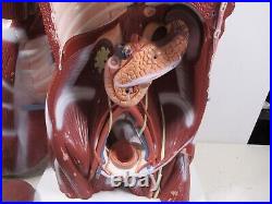 3B Scientific Anatomical Model Human Body Torso Medical Manikin Removable Parts