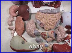 3B Scientific Anatomical Model Human Body Torso Medical Manikin Removable Parts