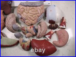 3B Scientific Anatomical Model Human Body Torso Medical Manikin Removable Parts