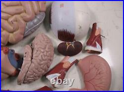 3B Scientific Anatomical Model Human Body Torso Medical Manikin Removable Parts