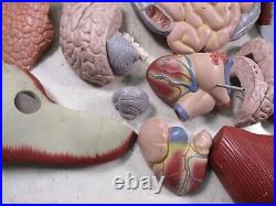 3B Scientific Anatomical Model Human Body Torso Medical Manikin Removable Parts
