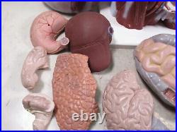 3B Scientific Anatomical Model Human Body Torso Medical Manikin Removable Parts