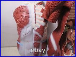 3B Scientific Anatomical Model Human Body Torso Medical Manikin Removable Parts
