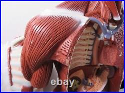 3B Scientific Anatomical Model Human Body Torso Medical Manikin Removable Parts