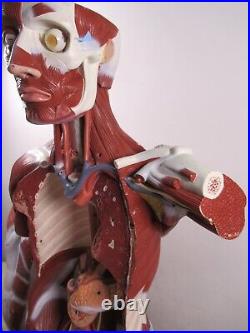 3B Scientific Anatomical Model Human Body Torso Medical Manikin Removable Parts
