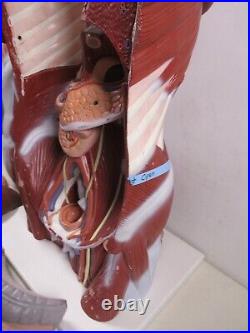 3B Scientific Anatomical Model Human Body Torso Medical Manikin Removable Parts