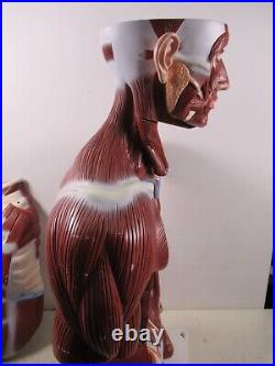 3B Scientific Anatomical Model Human Body Torso Medical Manikin Removable Parts