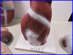 3B Scientific Anatomical Model Human Body Torso Medical Manikin Removable Parts