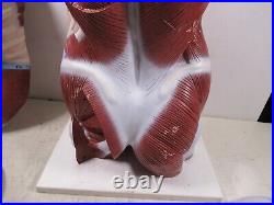 3B Scientific Anatomical Model Human Body Torso Medical Manikin Removable Parts