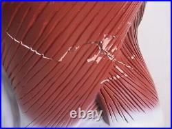 3B Scientific Anatomical Model Human Body Torso Medical Manikin Removable Parts
