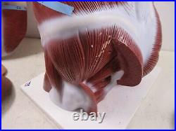 3B Scientific Anatomical Model Human Body Torso Medical Manikin Removable Parts