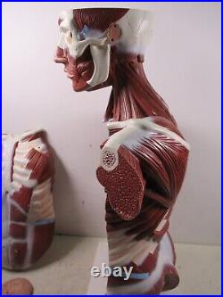 3B Scientific Anatomical Model Human Body Torso Medical Manikin Removable Parts