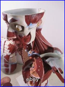 3B Scientific Anatomical Model Human Body Torso Medical Manikin Removable Parts