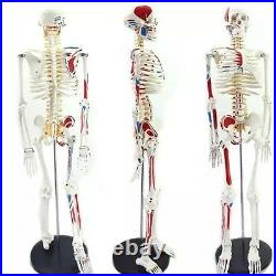 4D Puzzle 85cm HUMAN SKELETON MODEL MEDICAL SIMULATION HUMAN ANATOMY 46 PARTS