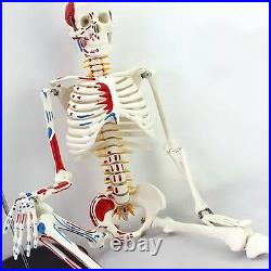 4D Puzzle 85cm HUMAN SKELETON MODEL MEDICAL SIMULATION HUMAN ANATOMY 46 PARTS