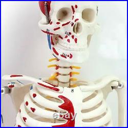 4D Puzzle 85cm HUMAN SKELETON MODEL MEDICAL SIMULATION HUMAN ANATOMY 46 PARTS