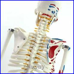 4D Puzzle 85cm HUMAN SKELETON MODEL MEDICAL SIMULATION HUMAN ANATOMY 46 PARTS