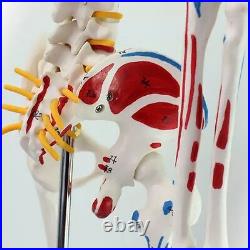 4D Puzzle 85cm HUMAN SKELETON MODEL MEDICAL SIMULATION HUMAN ANATOMY 46 PARTS