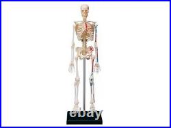 4D Puzzle 85cm HUMAN SKELETON MODEL MEDICAL SIMULATION HUMAN ANATOMY 46 PARTS