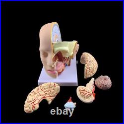 4 Parts Human Head Anatomical Tool Hospital Teaching Brain Skull Cerebral Model