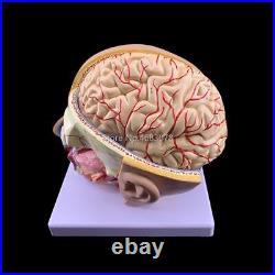 4 Parts Human Head Anatomical Tool Hospital Teaching Brain Skull Cerebral Model