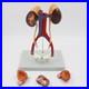 5 Parts Human kidney bladder model Arteriovenous Urinary system model